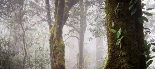 蓝瘦！香菇！那是因为你没有来过大围山！大围山旅游资源概况