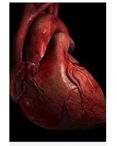 心脏可能，是最缺觉的，器官