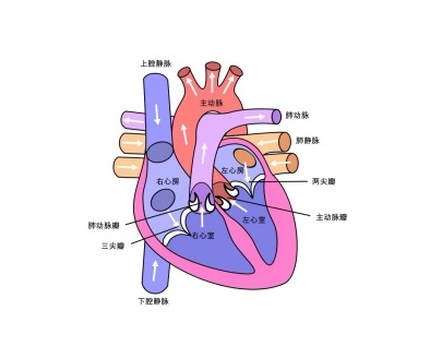 心脏可能，是最缺觉的，器官