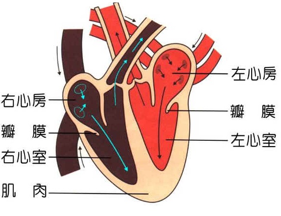 心脏可能，是最缺觉的，器官