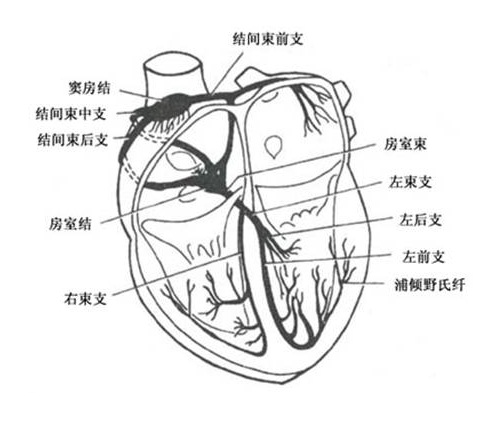 心脏可能，是最缺觉的，器官