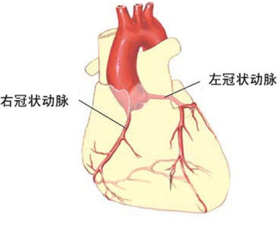 心脏可能，是最缺觉的，器官