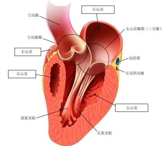 心脏可能，是最缺觉的，器官