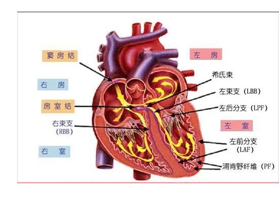 心脏可能，是最缺觉的，器官