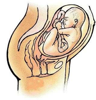 三个月的胎儿有多大 怀孕三个月胎儿图（b超图）