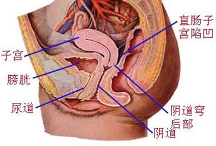 女人的尿道是什么样的 女人的尿道（图片）